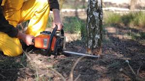 How Our Tree Care Process Works  in  Litchfield, MN