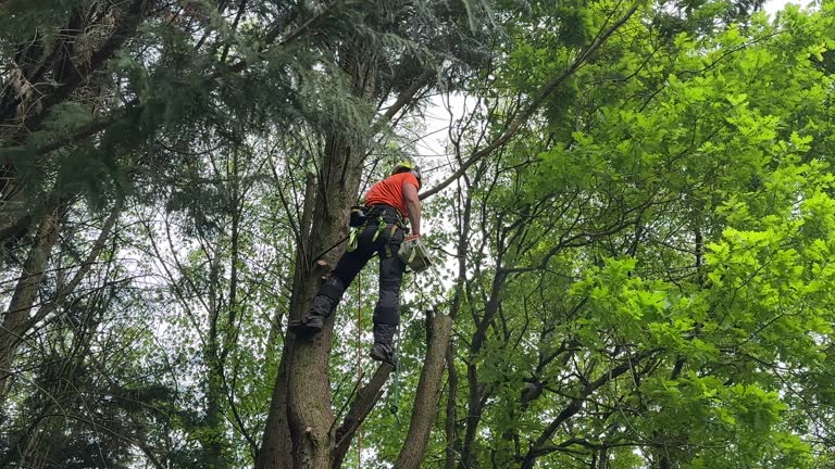 Best Tree Cabling and Bracing  in Litchfield, MN